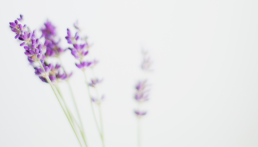 4kidsandus_3
