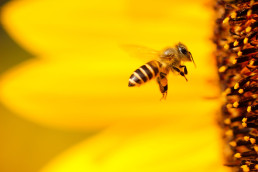 boris-smokrovic-174784-unsplash