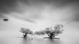 Black and white minimalist photograph showing lone trees emerging from calm water with dramatic cloudy sky and small dark obj