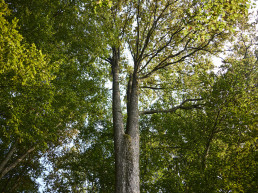 Tall tree with thick trunk and lush green foliage photographed from below against bright sky in natural forest setting